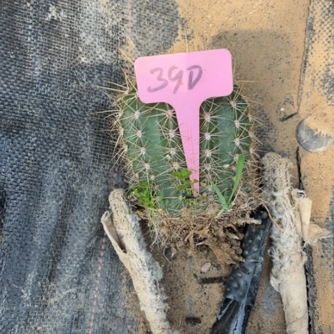 清清706毛花柱微瑕390