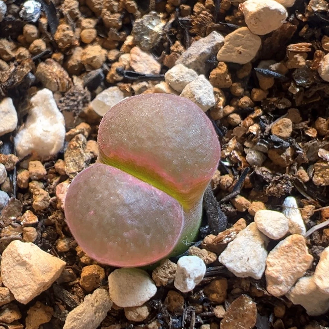 219多肉植物百科樱花1453.9