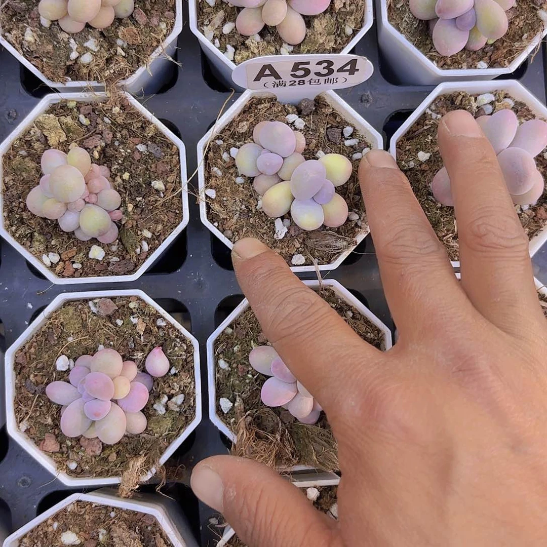 A534奶酪一物一拍I