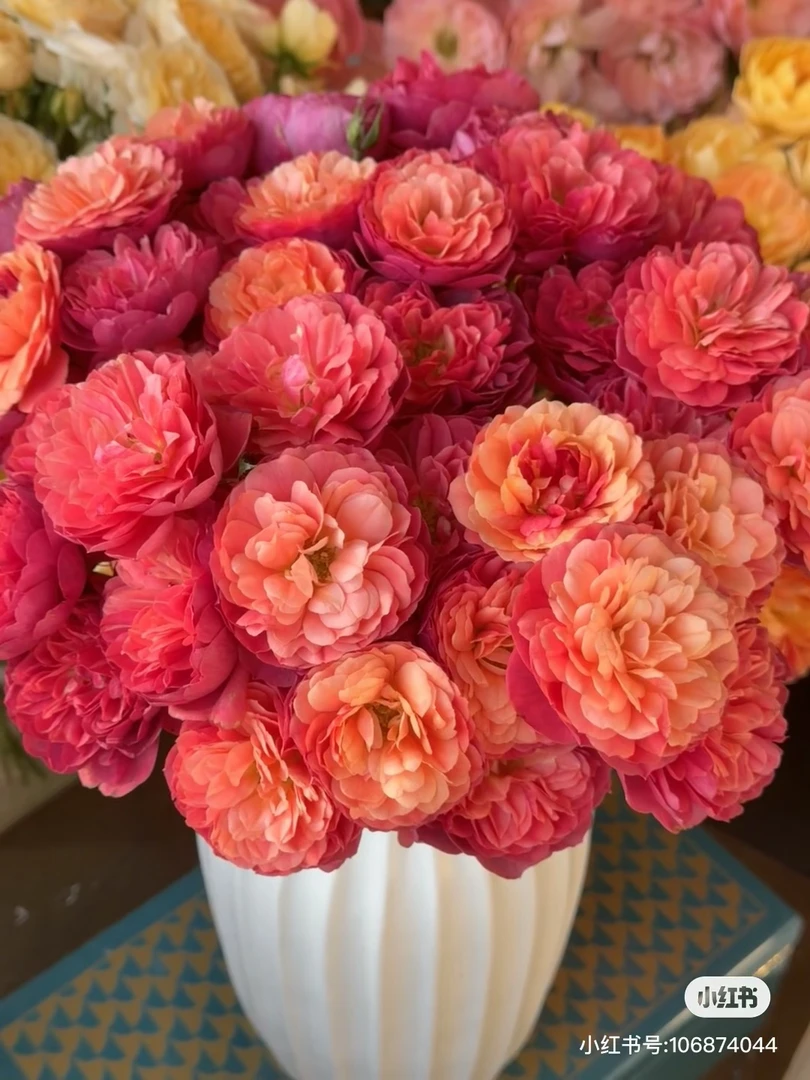 【花甜悦夏优选】丹雘多头玫瑰（百分之十不售后2个订单包邮