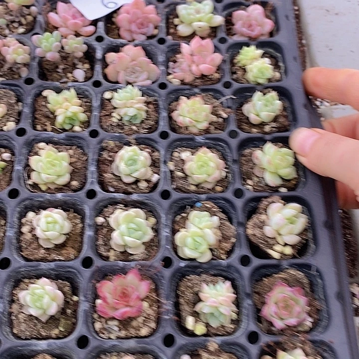 6 多肉植物盆栽花卉植物