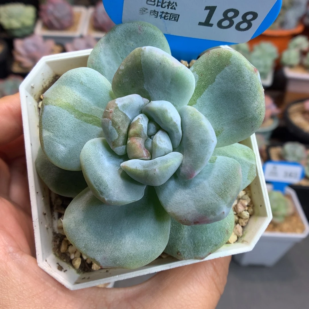 188冰玉石化多肉植物