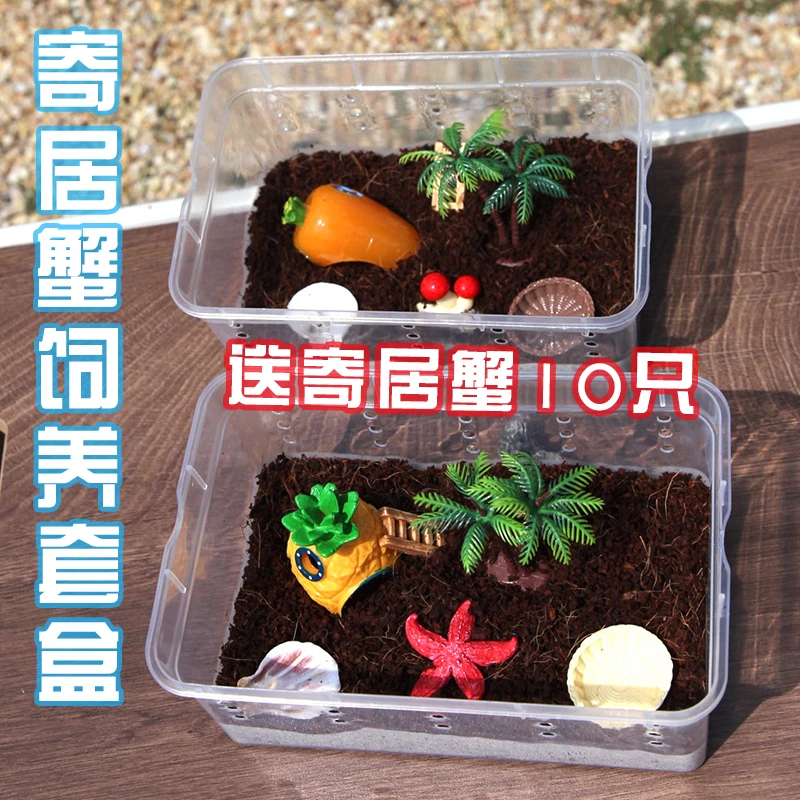 懒人萌宠 桌面宠物 寄居蟹饲养盒套餐（送10只寄居蟹包活6只）