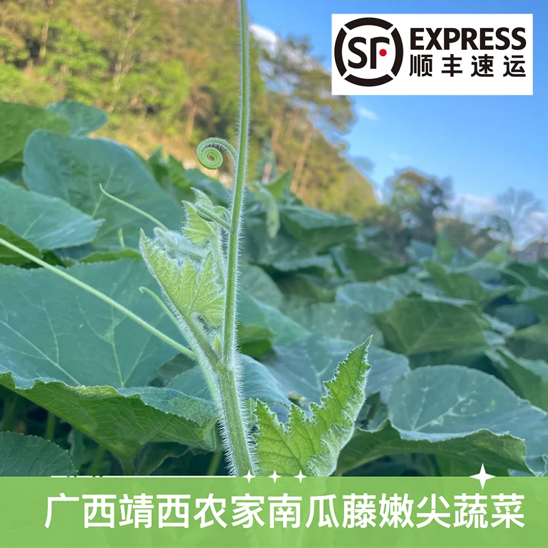 【顺丰直送】广西靖西农家种植 新鲜南瓜苗嫩尖 大冰袋保鲜南瓜尖