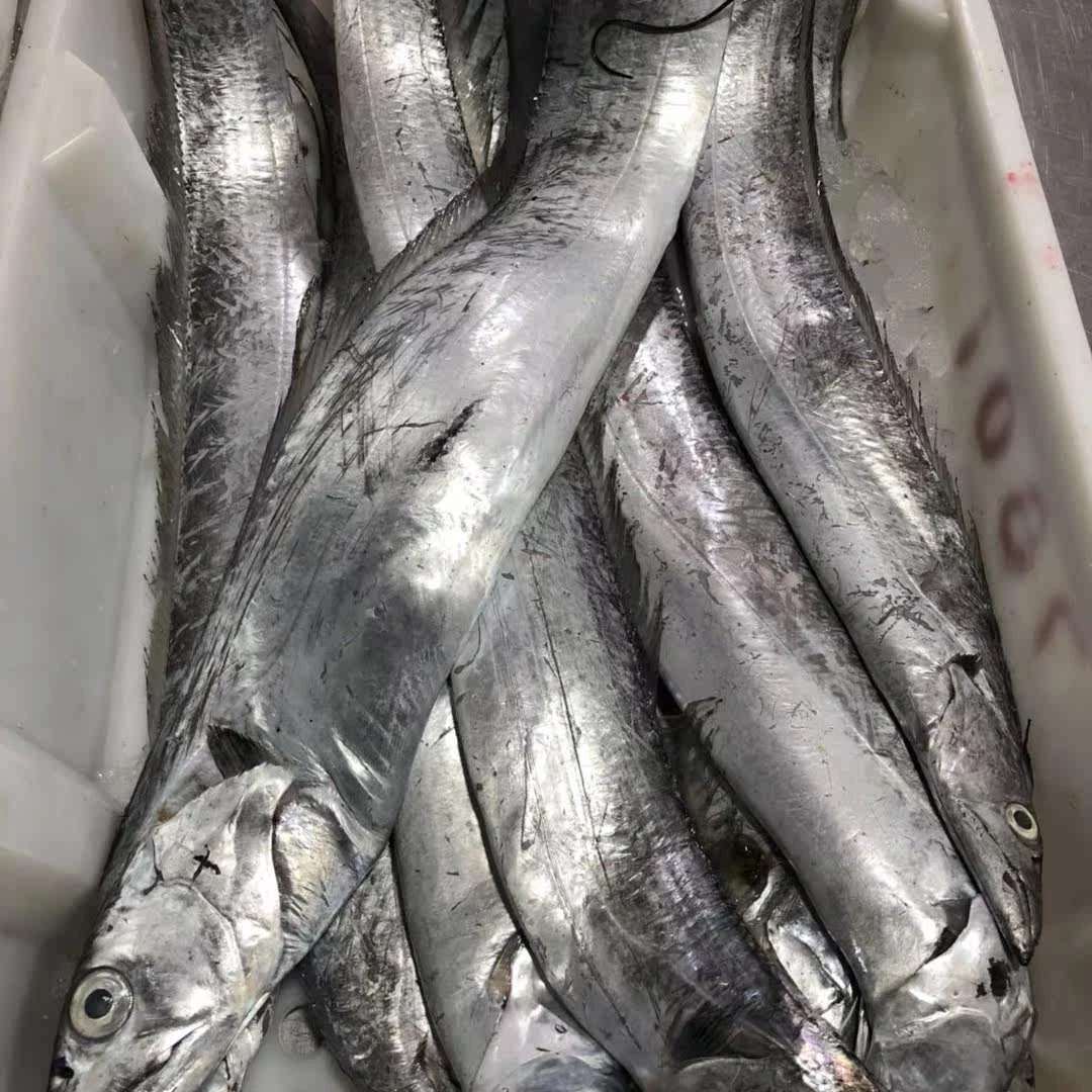 【莫小弟大油带鱼小眼带鱼】宁波石浦海鲜海捕东海小带鱼