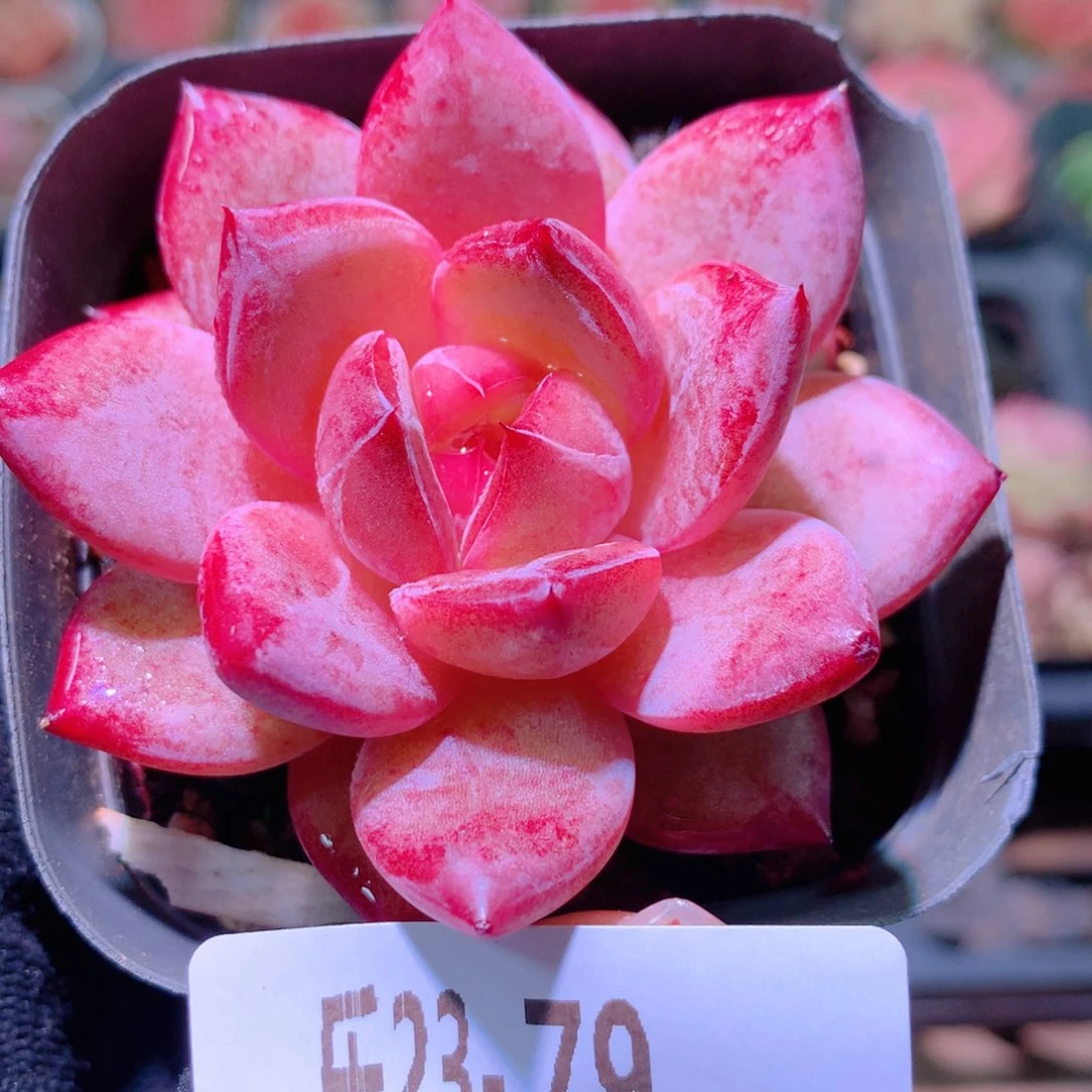 乐然23-79 乌尼莫克