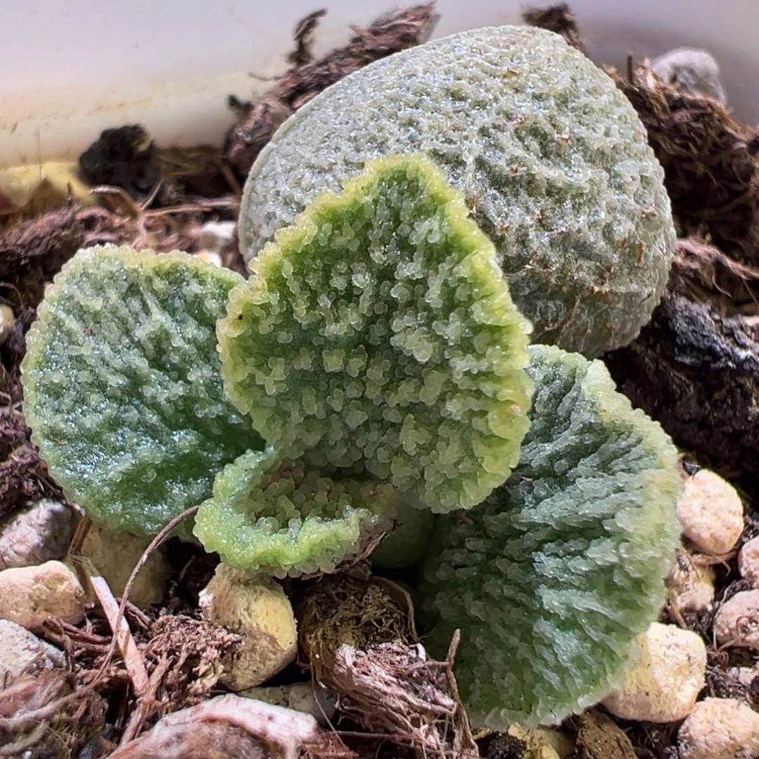 实生新品大苗多肉植物