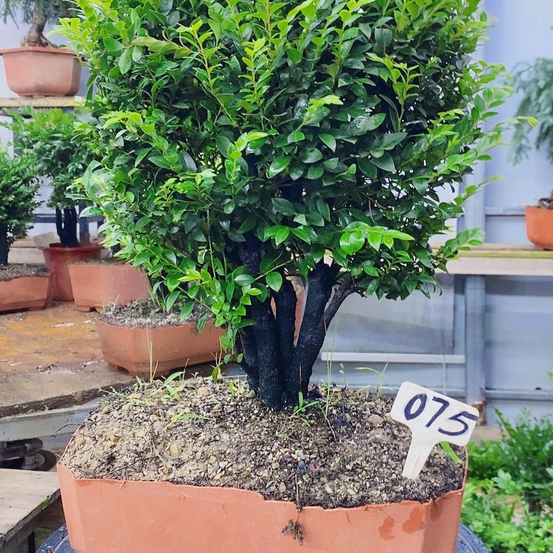 完全开放小叶紫檀盆景