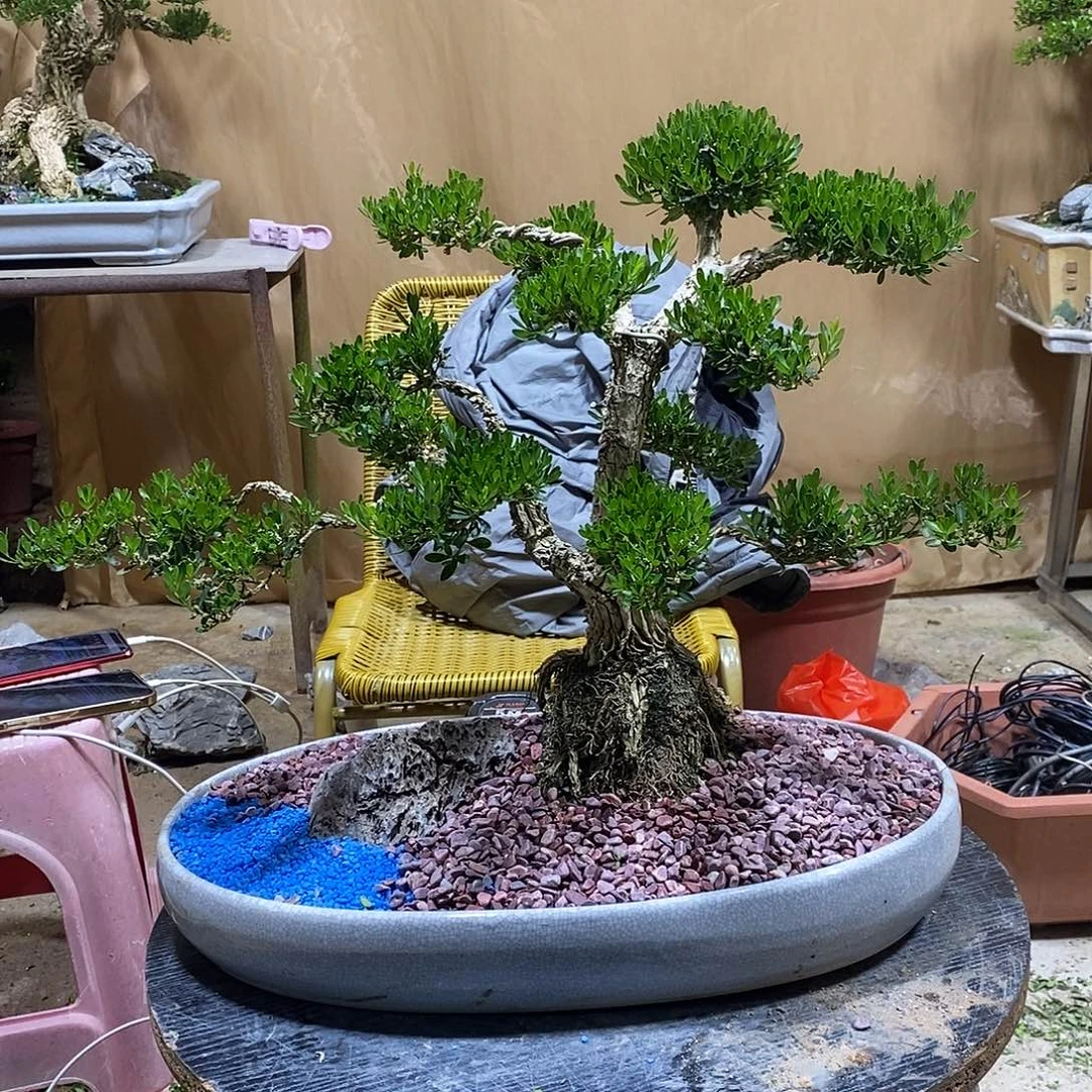 当前无花朵，栽培后可花朵