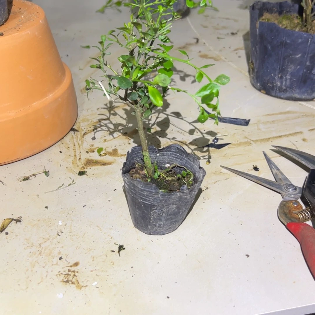 无花朵绿植盆栽植物花卉