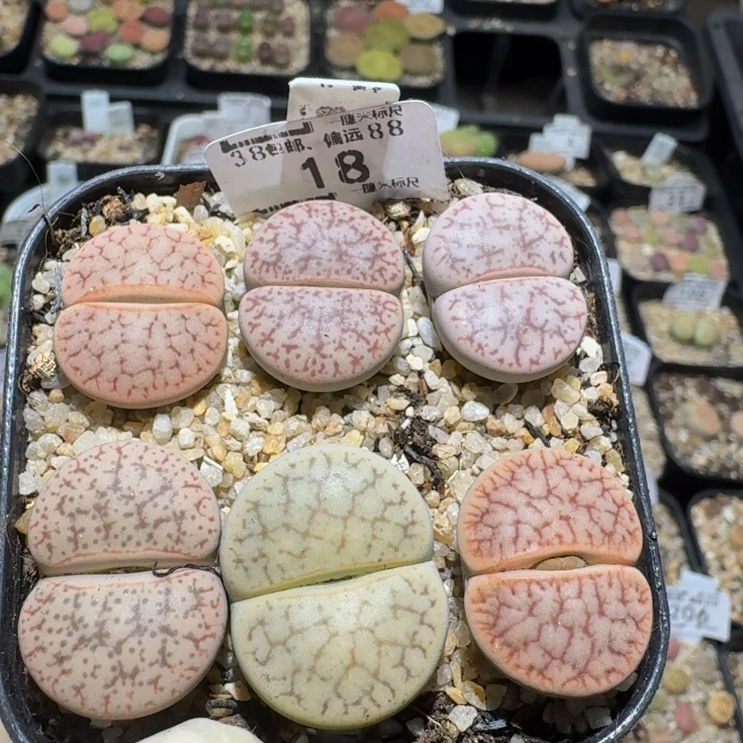 zzzz生石花肉锥18