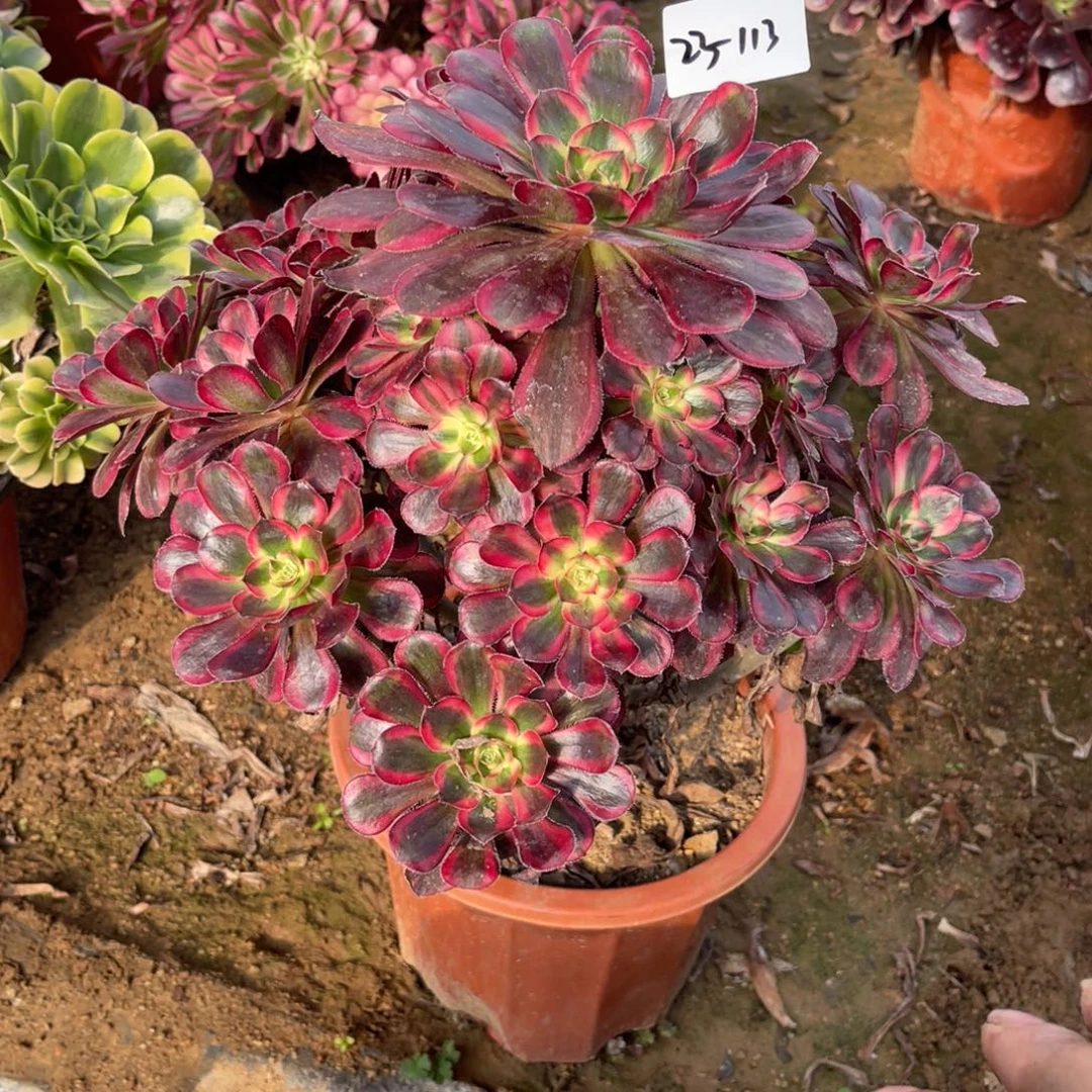 11-23-113香奈儿法师锦