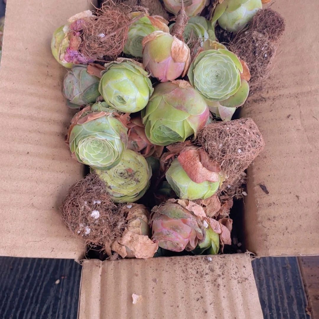 保底三十二颗量拍888888