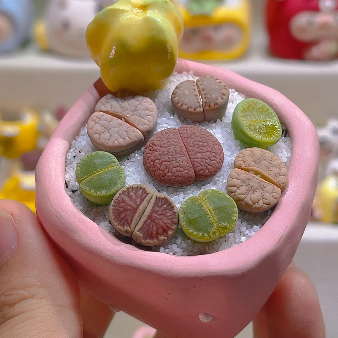 芳芳宝专属生石花拼盘