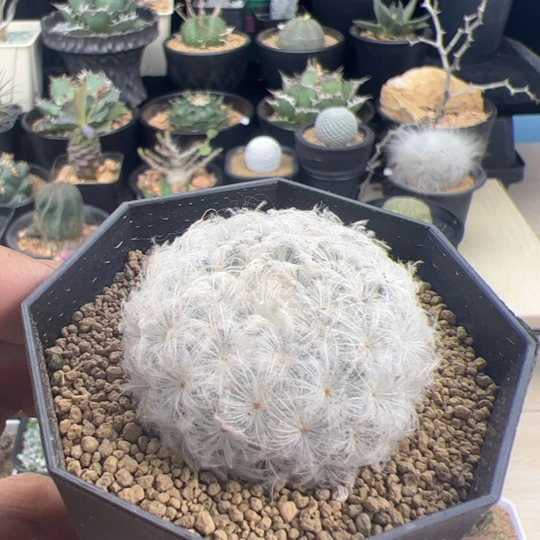 白星一物一拍默认脱土发