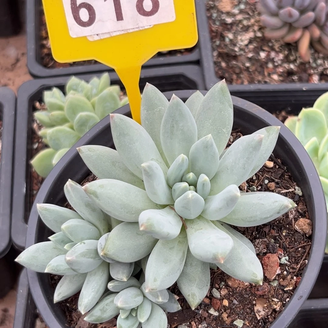 王*岁哥特sp多肉植物618