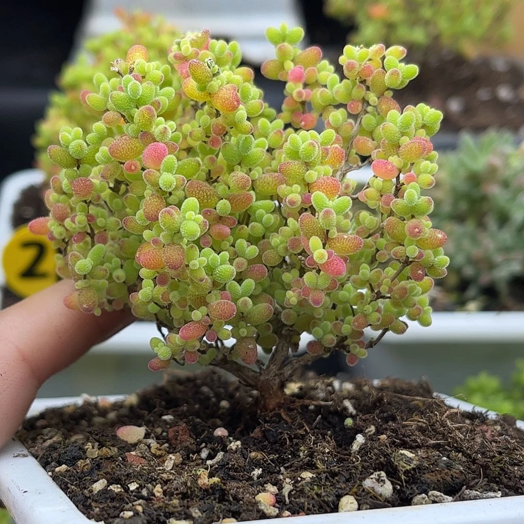 004蜜桔糖球优选枝干