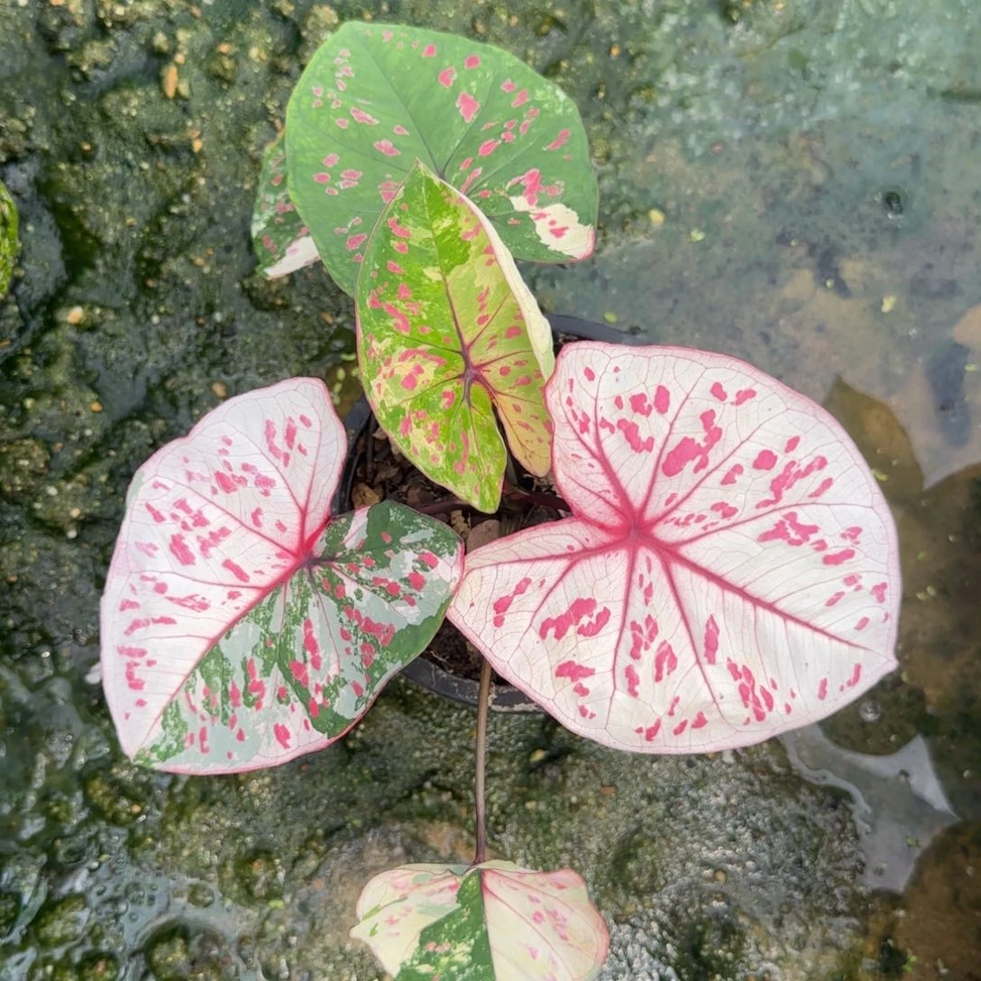 17-0917泰国发货彩叶芋