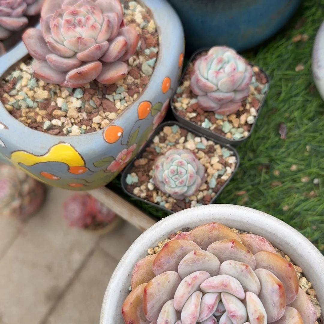 墨***迹橙梦露单头一组脱土发货