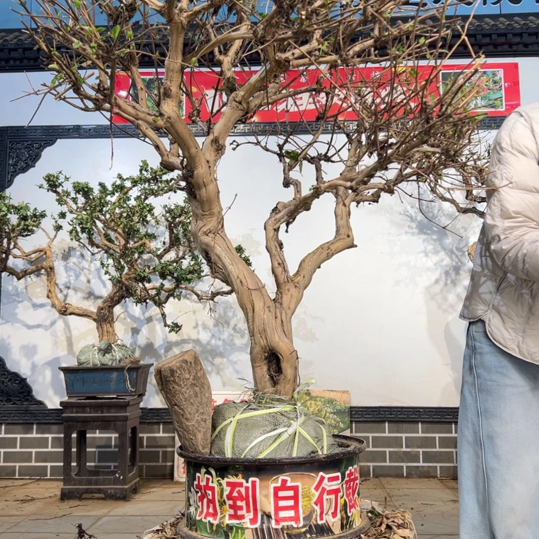 无花朵金银8888888888888888