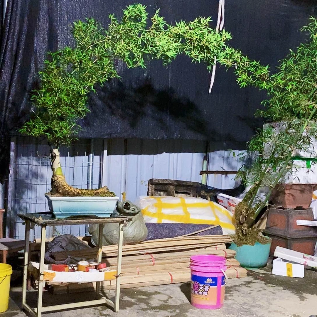@***J无花朵小叶簕竹一物一拍