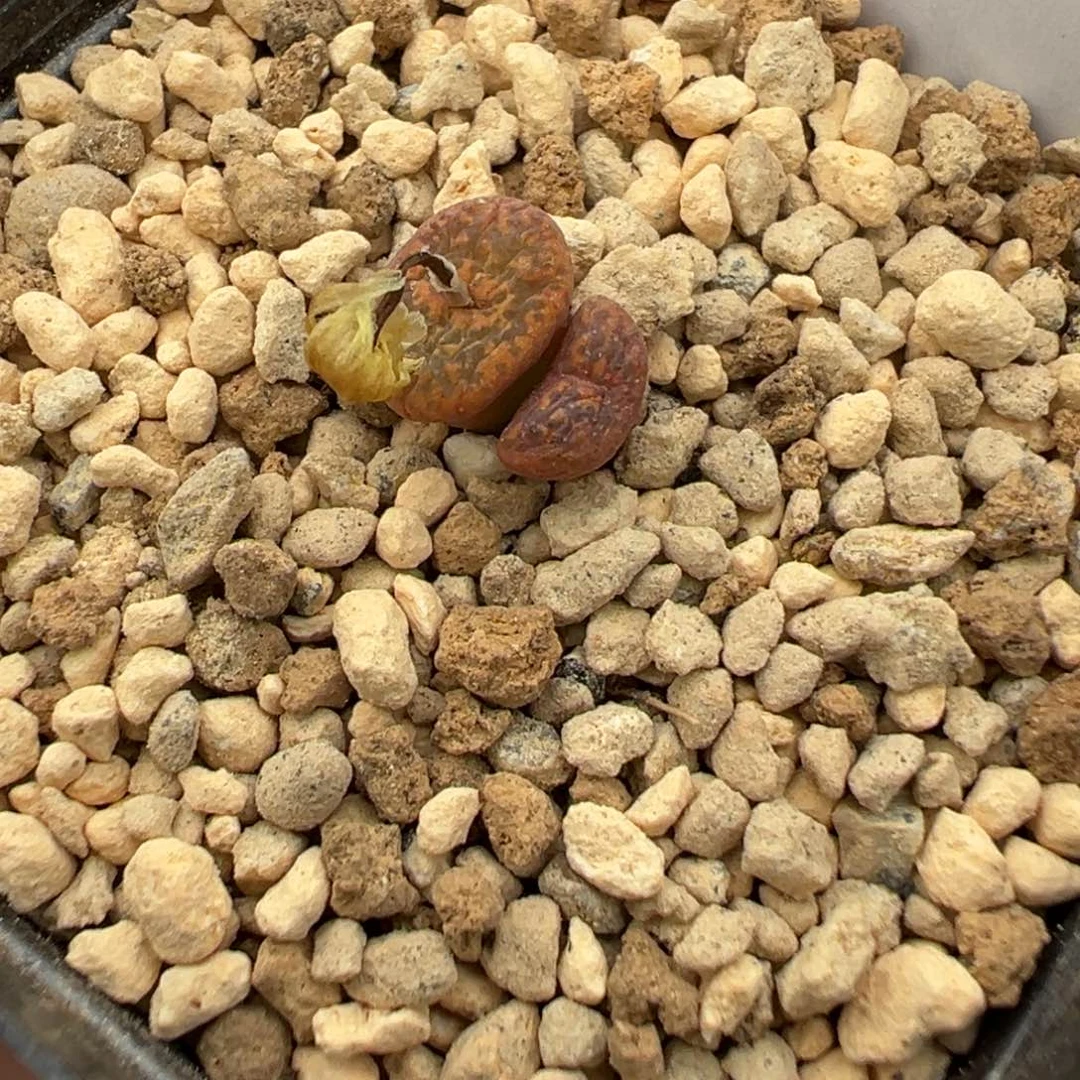 20-23朱雀勋章多肉植物