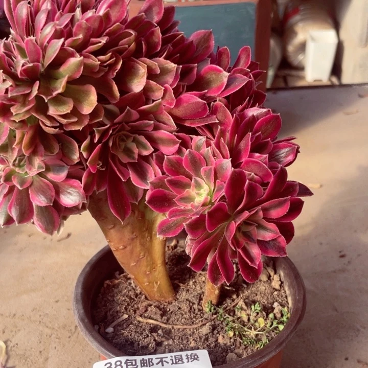 5694，粉女巫缀不包邮