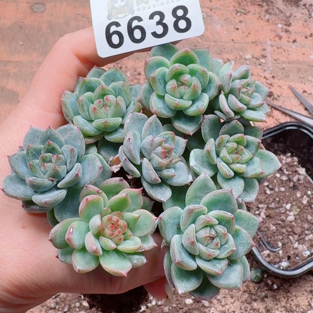 多肉植物多肉植物