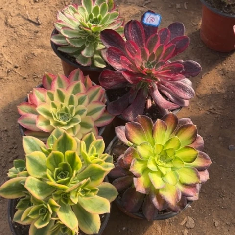 680多肉植物组合