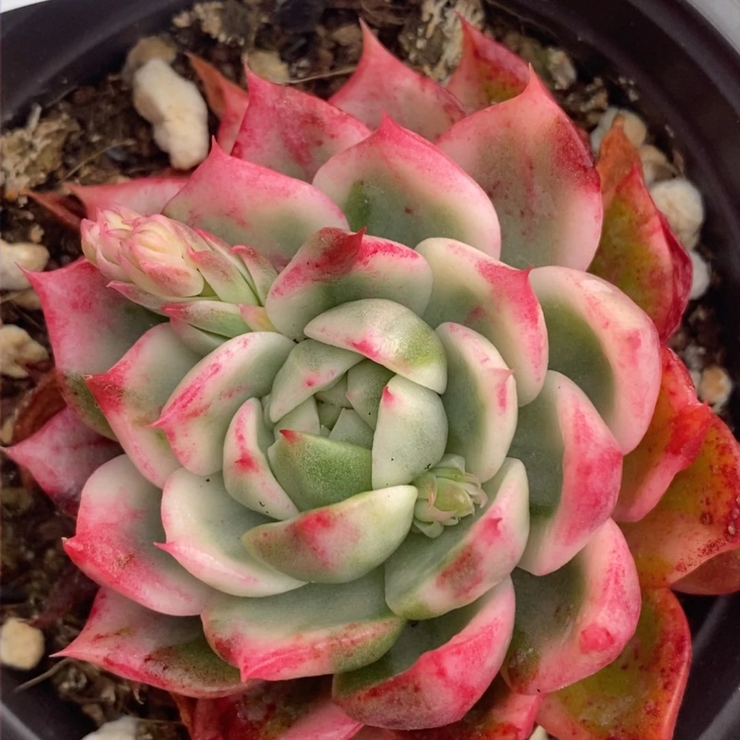 561蝴蝶飞锦单头