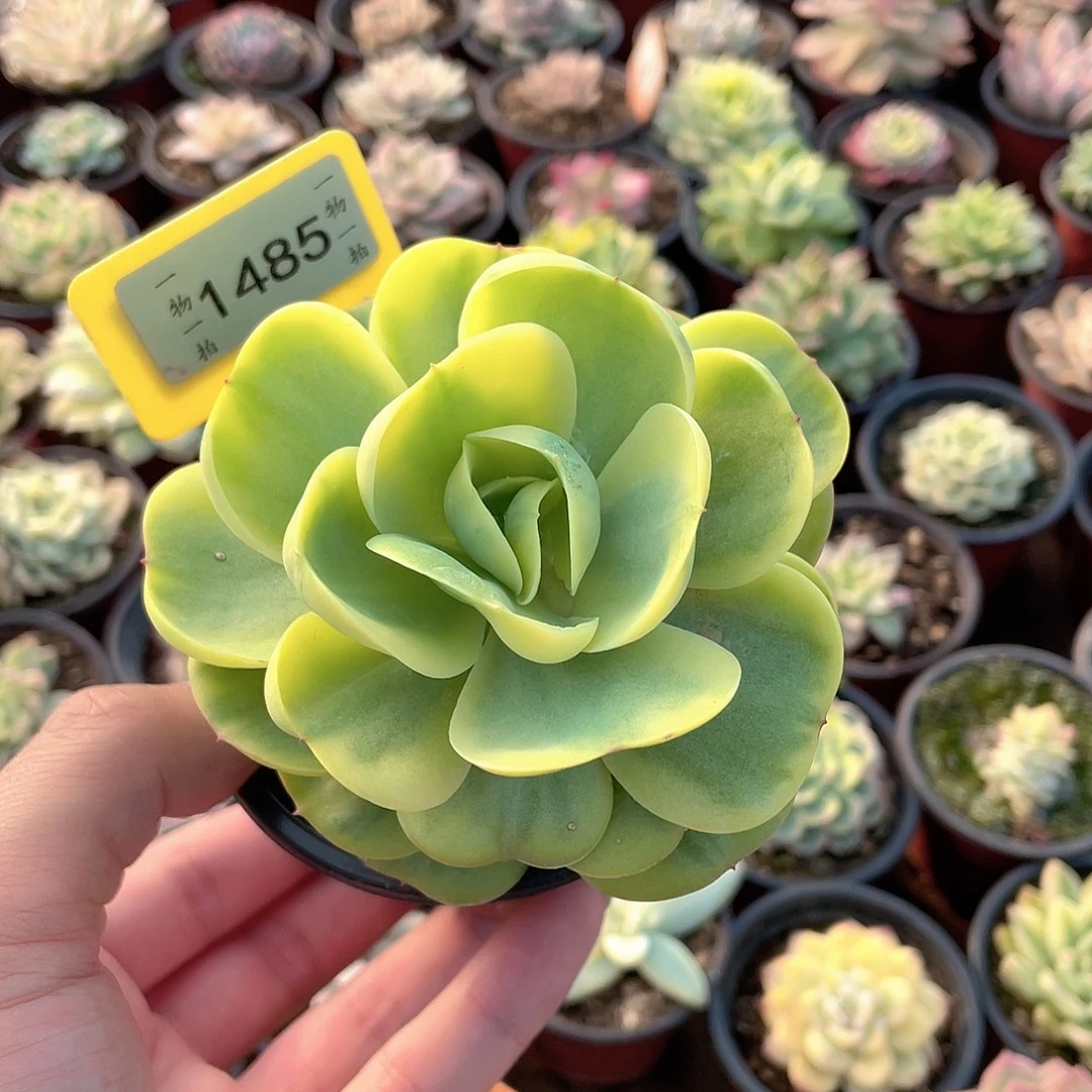 1485号碧桃锦多肉