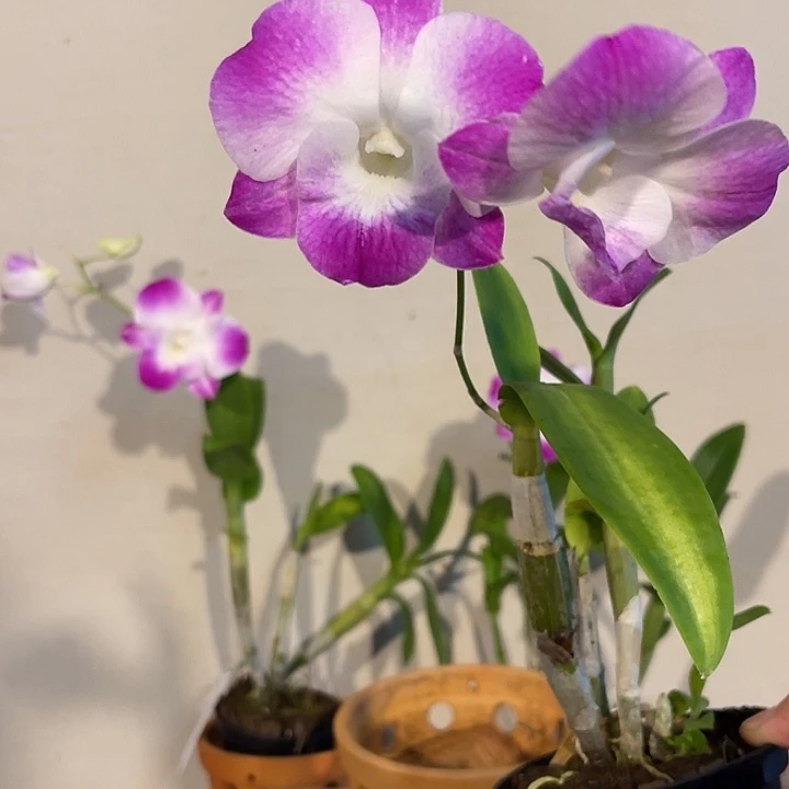 当前无花朵，栽培后可花朵火焰龙王999