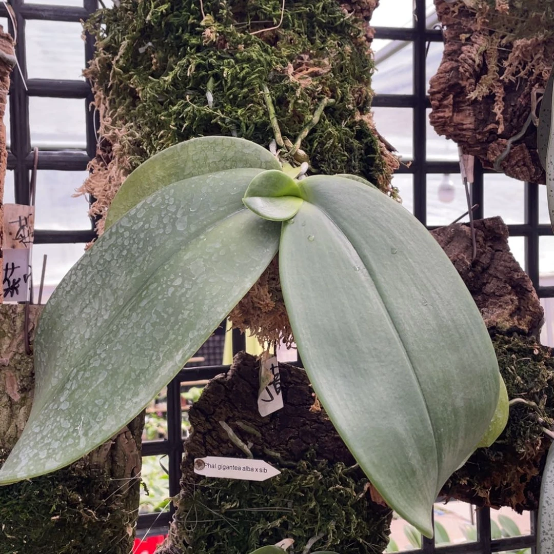 当前无花栽培后可以开花（板植）红象