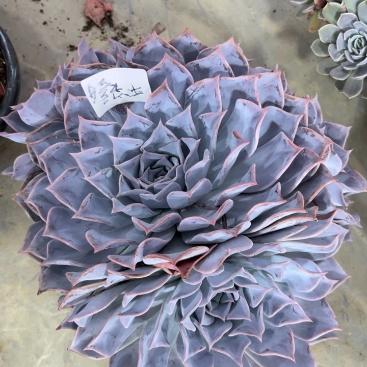 棠颂花卉 一物一拍 菲娜 平安喜乐