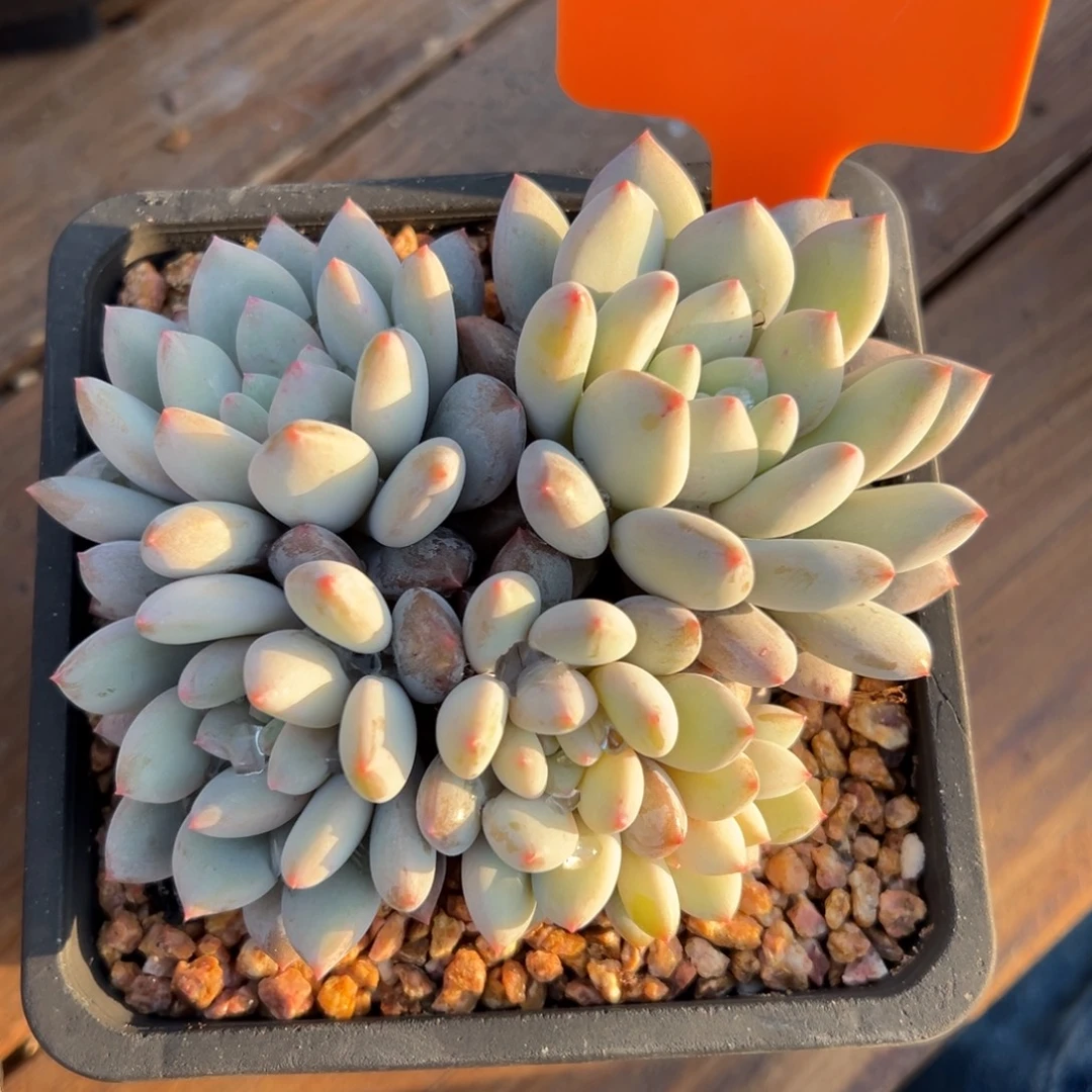 半夏5头111111111111111