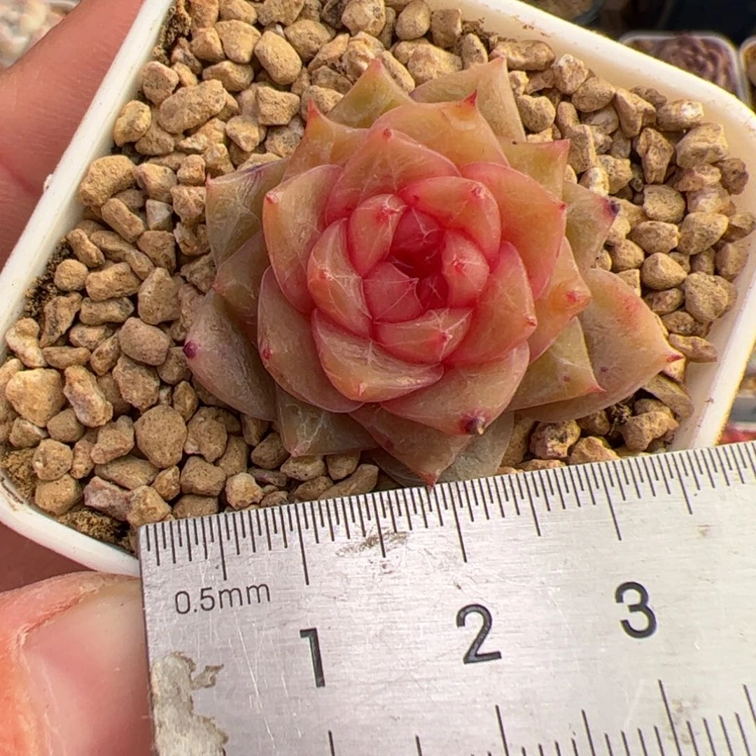 往**生336 多肉植物组合盆栽