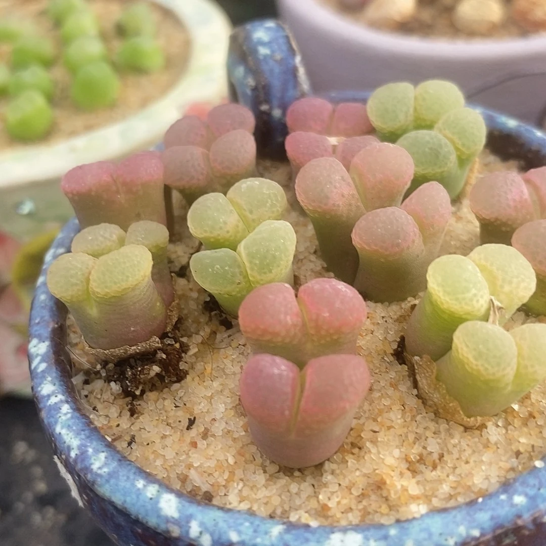 双头粉樱风铃1颗买2送1