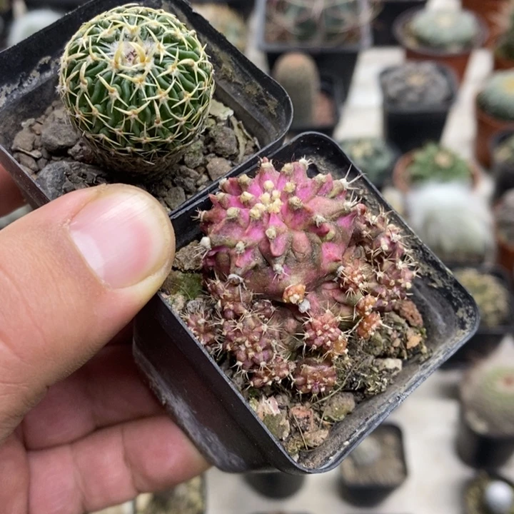 太刀岚海神2颗特价