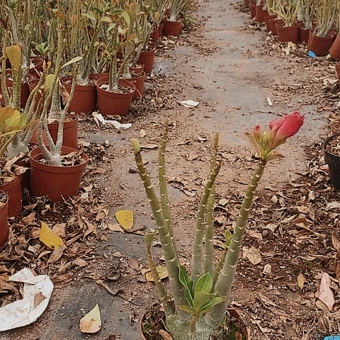 【闪购商品】阳***栽绿植