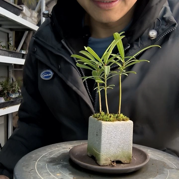 苏**y小盆景小植物一物一拍211