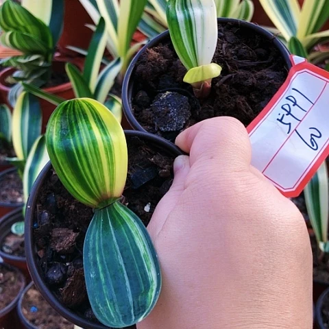 【闪购商品】用****毛