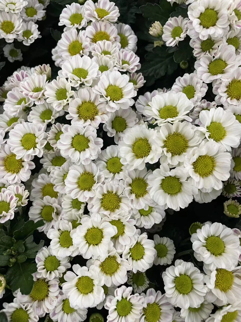 【玉珠菊花】  耐热耐晒庭院阳台易养护