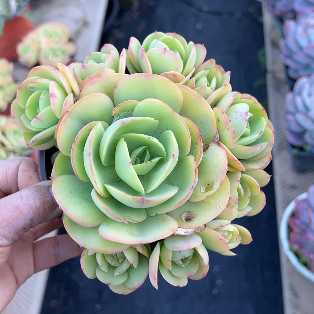 碧桃群生一物一拍