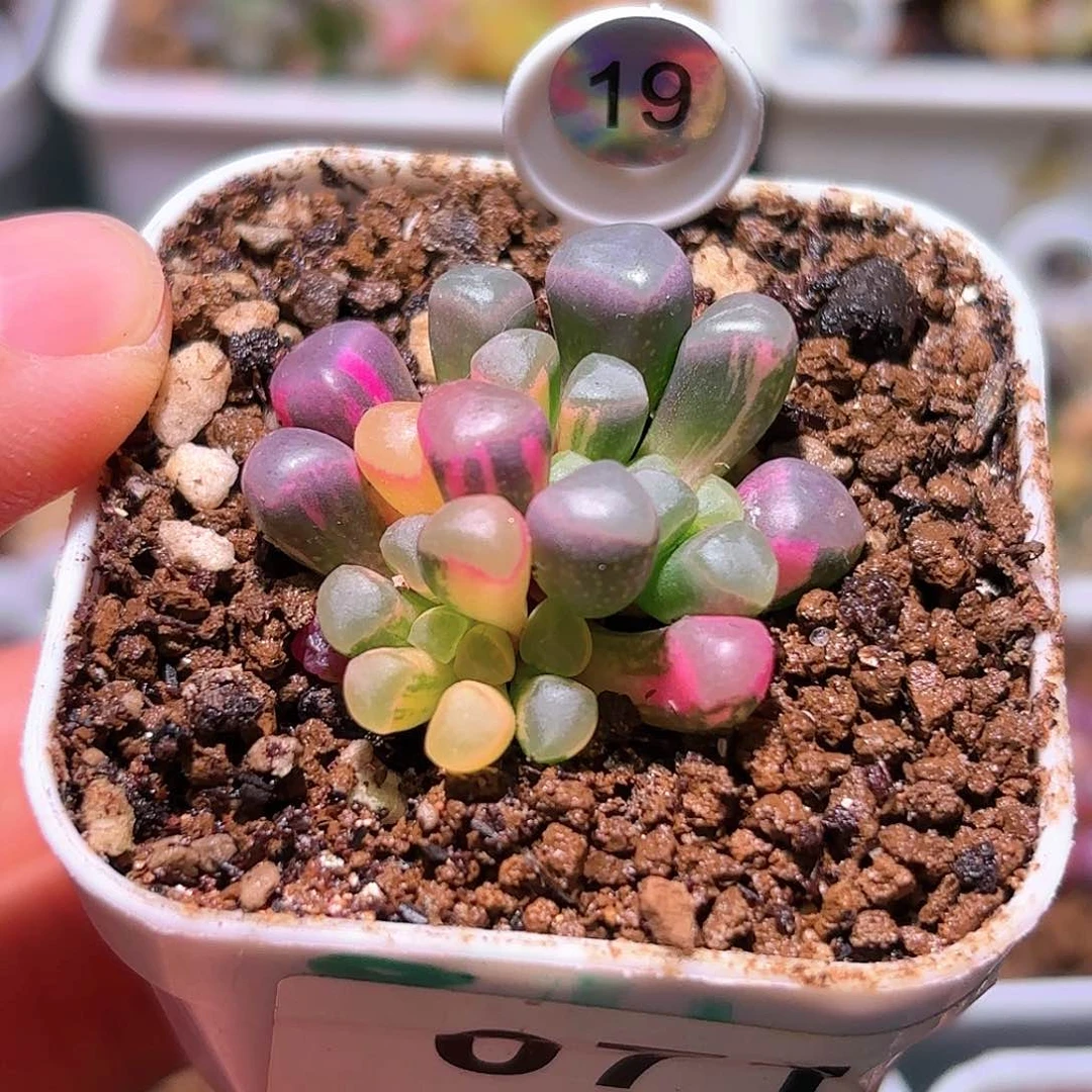 19号五十铃玉锦多肉植物锦一物一拍带盆土