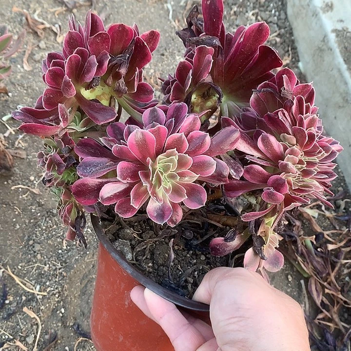 706美杜莎缀化多肉植物