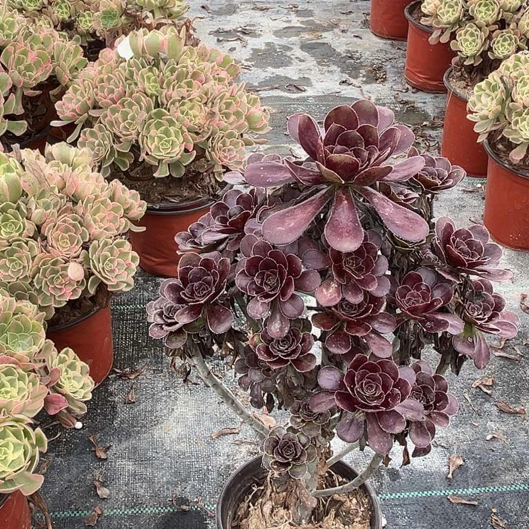 无花朵8黑圆叶法师