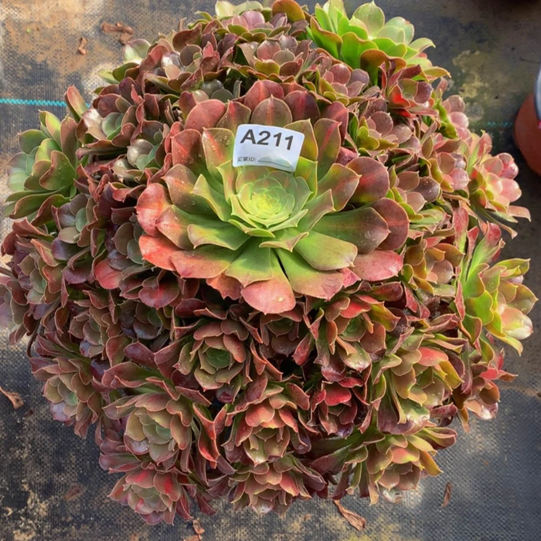 【闪购商品】211粉女巫中斑