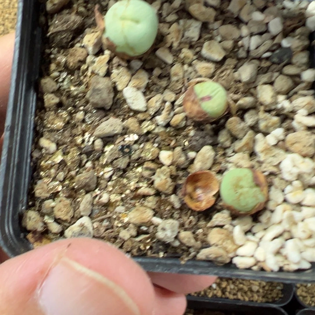 31-81肉锥多肉植物