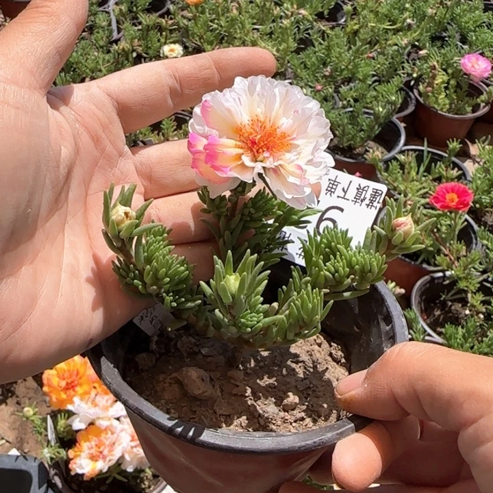全部花朵929超小苗盆口10cm