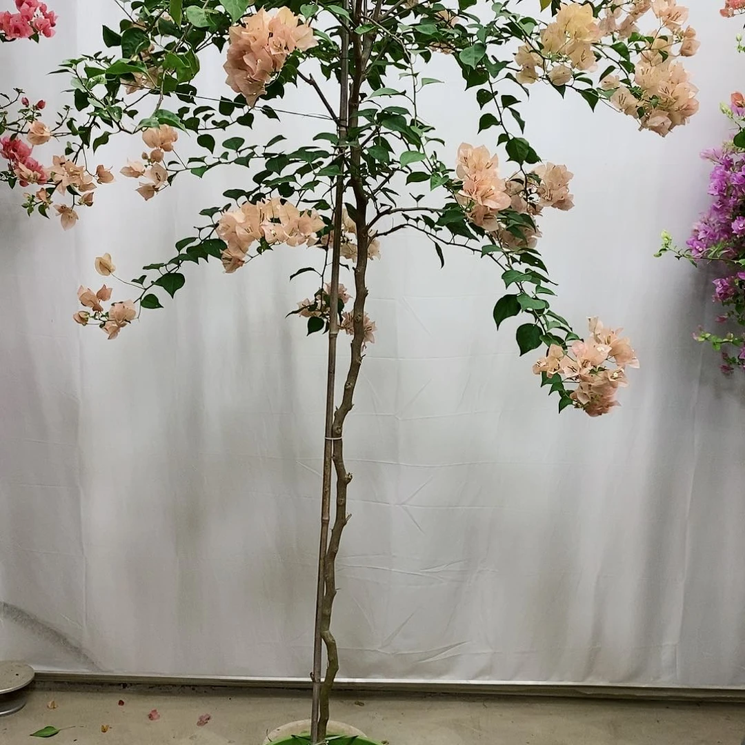 大部分花苞少量开放